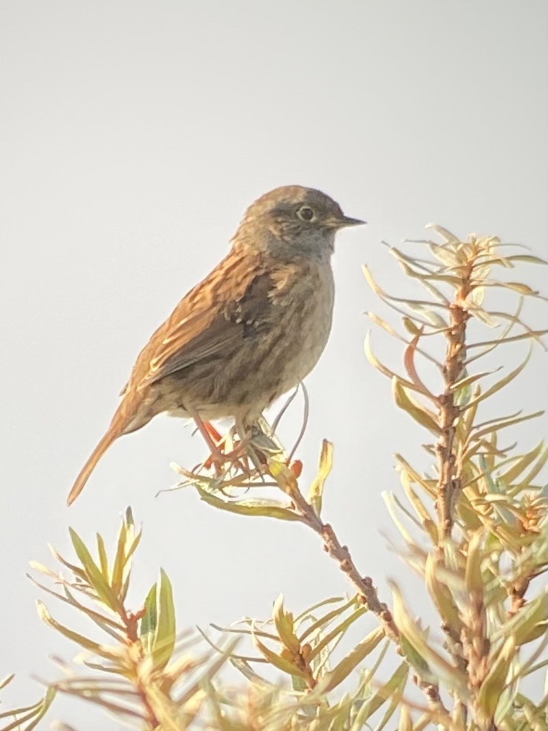 Dunnock - ML645001747
