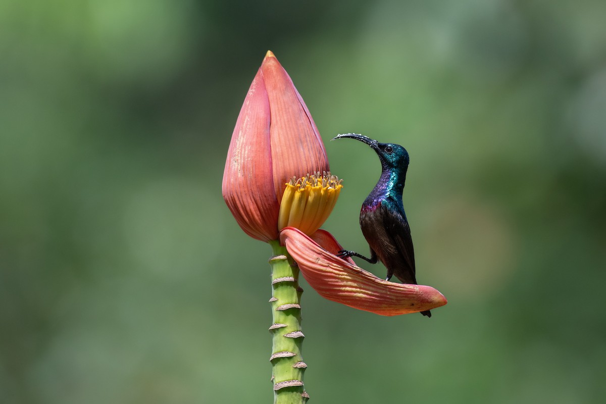 Loten's Sunbird - ML645001795