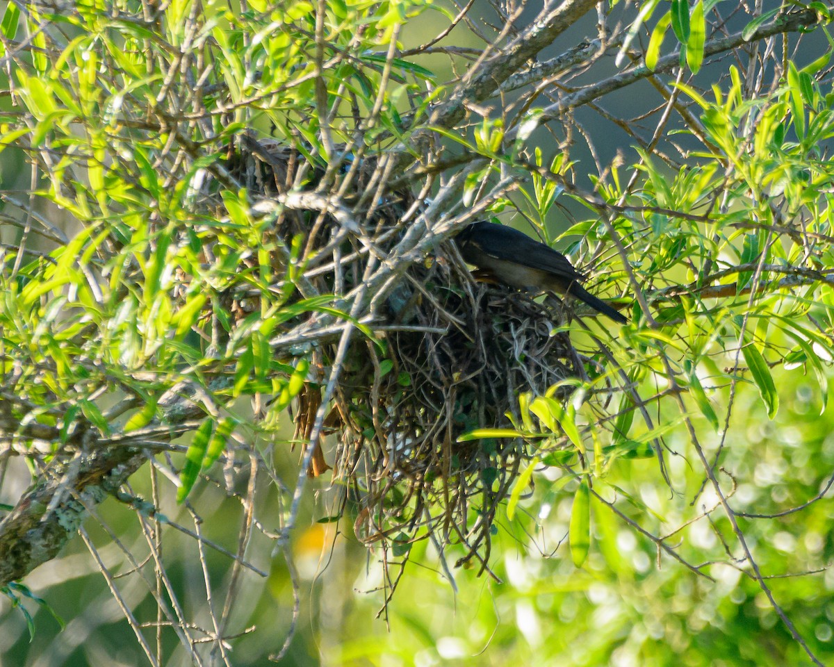 Crested Becard - ML645001804