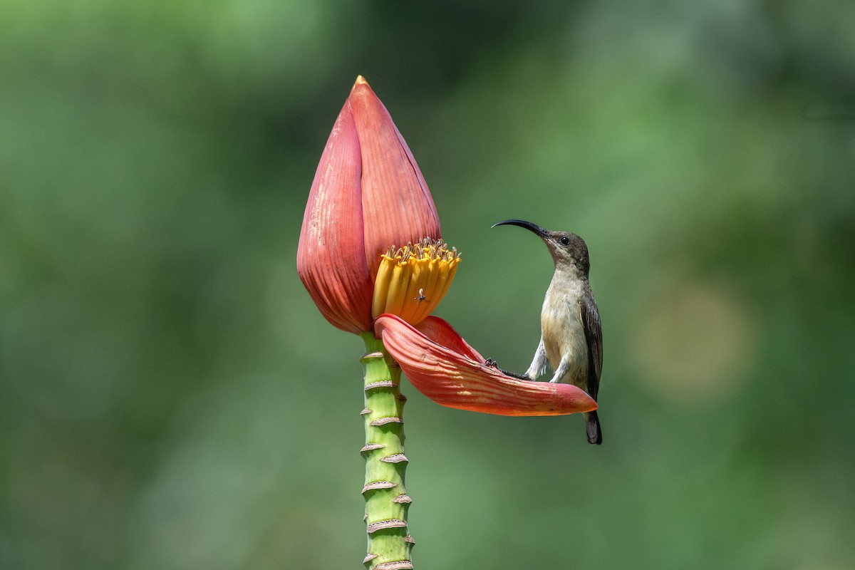 Loten's Sunbird - ML645001805