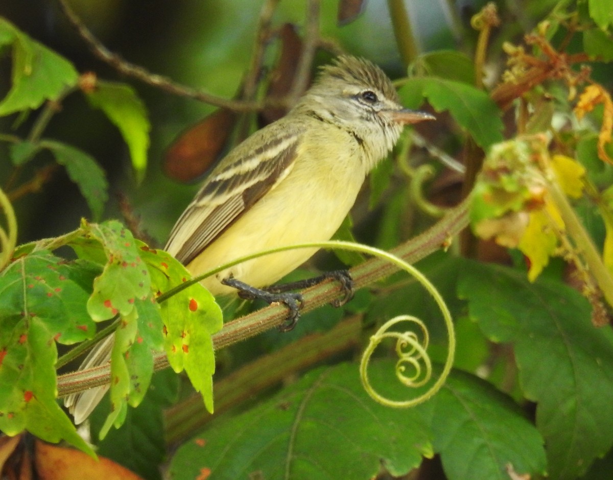 Southern Beardless-Tyrannulet - ML645001807