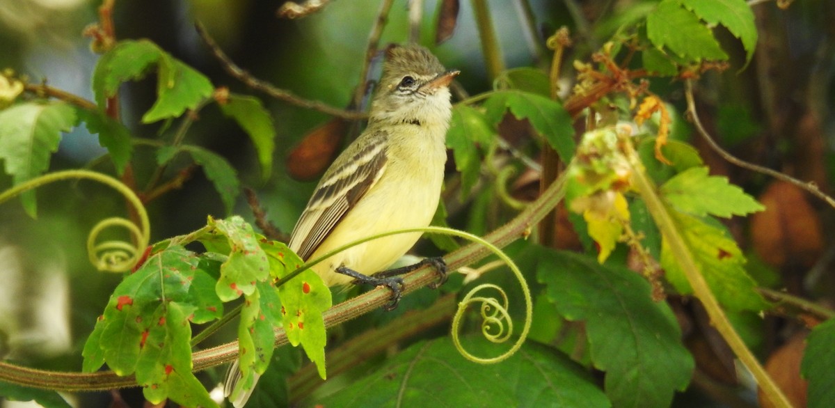 Southern Beardless-Tyrannulet - ML645001808
