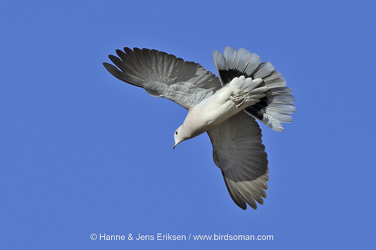 African Collared-Dove - Jens Eriksen