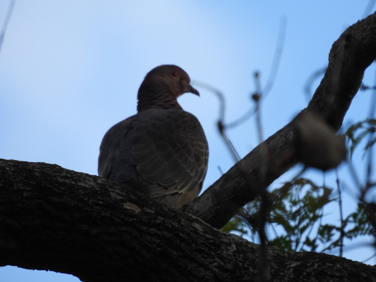 Pikazuro Güvercini - ML645001813