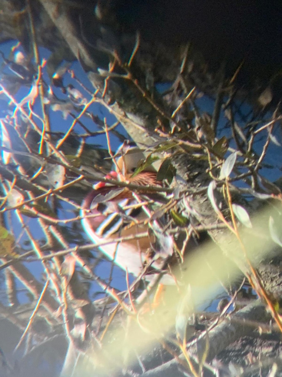 Mandarinente - ML645001816