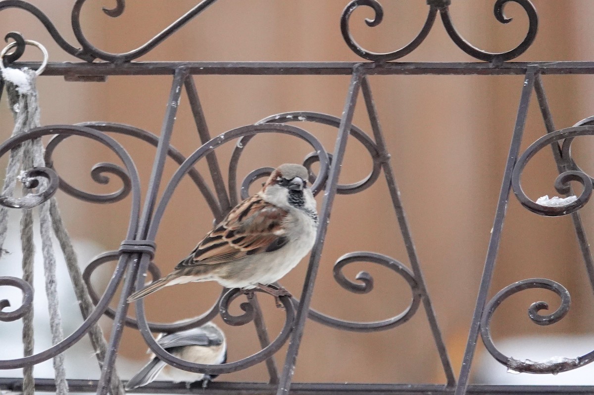 Etxe-txolarrea - ML645001826