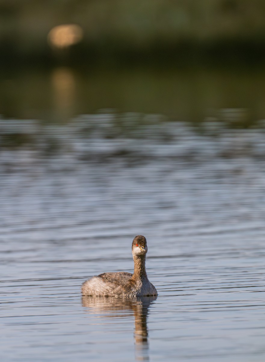 Txilinporta lepabeltza - ML645001828