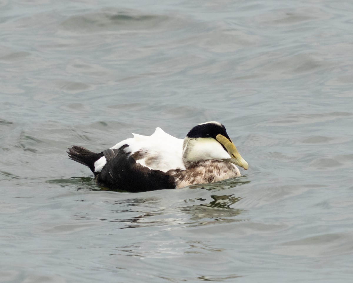 Eider arrunta - ML645001829