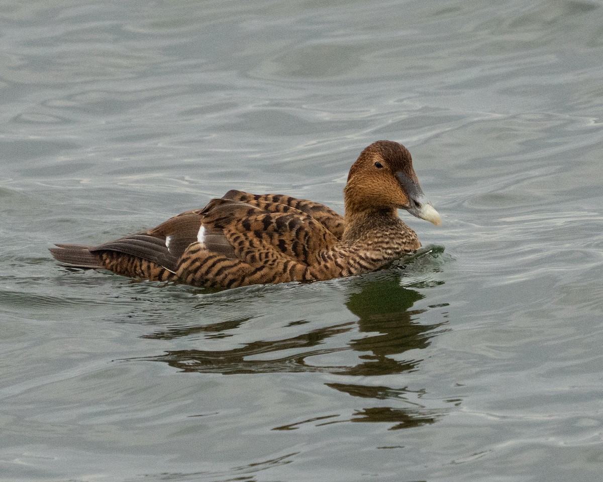 Eider arrunta - ML645001830