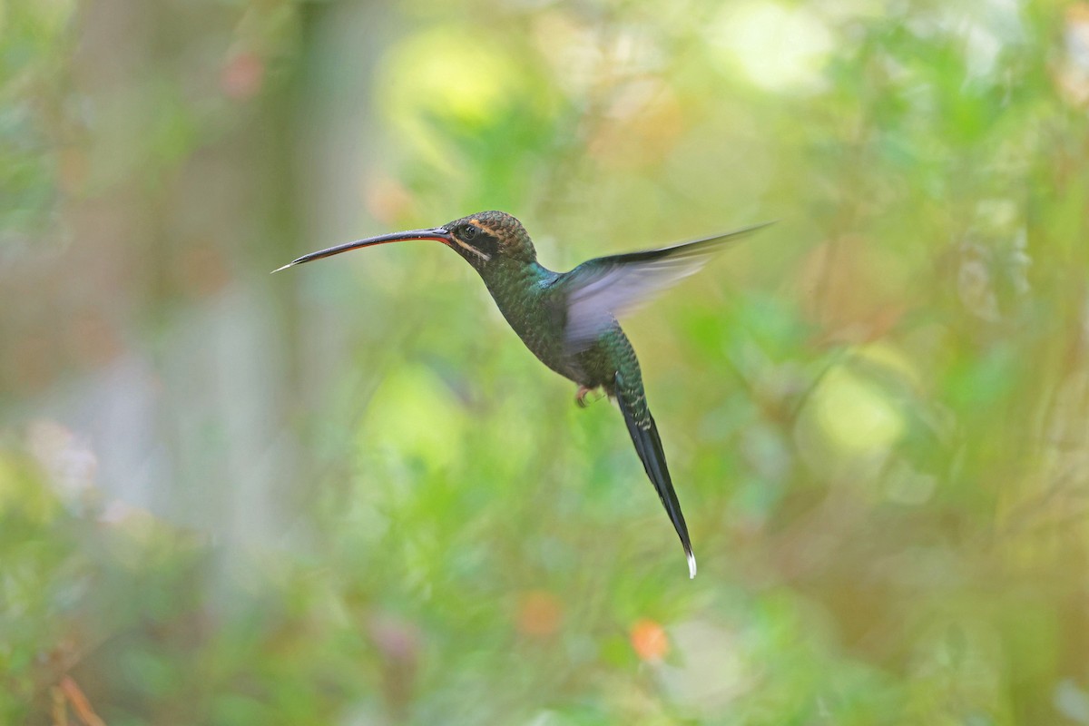 White-whiskered Hermit - ML645001831
