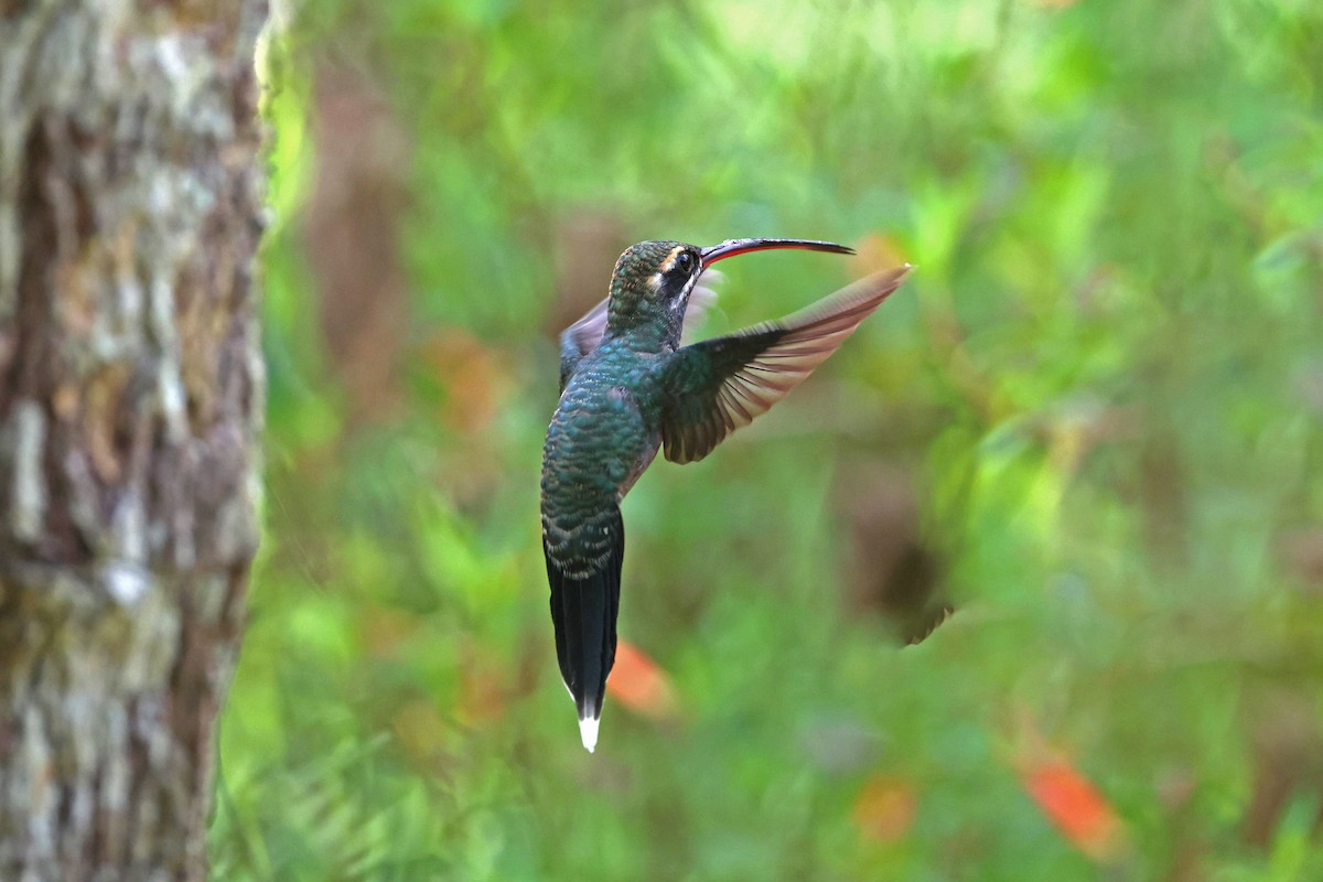 White-whiskered Hermit - ML645001832