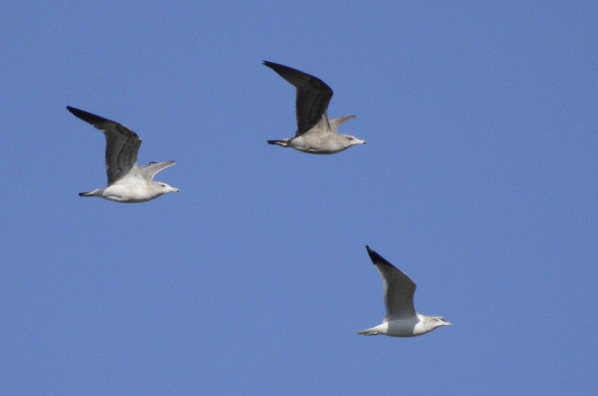 Kaio kaliforniarra - ML645001834