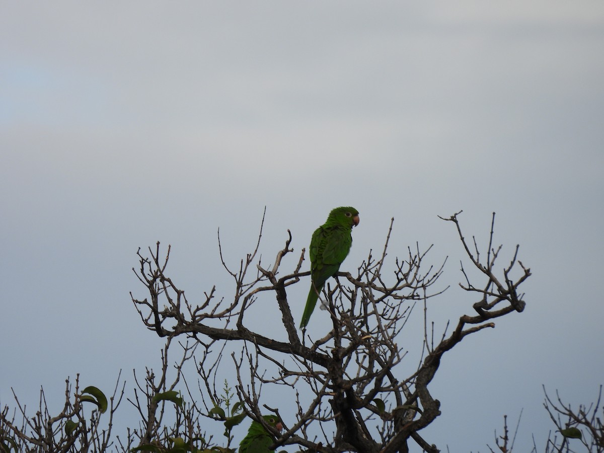 Aratinga begizuria - ML645001835