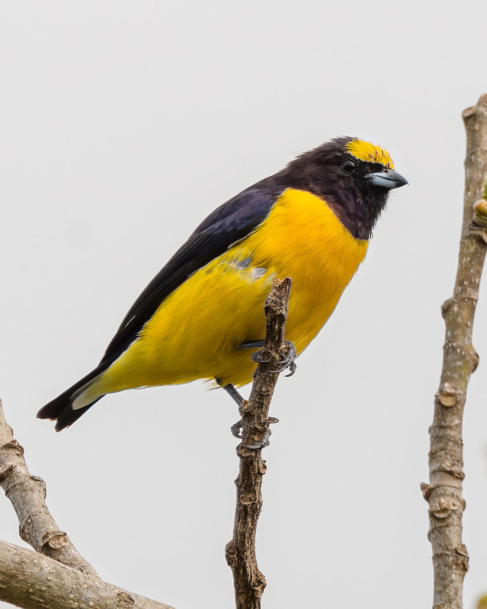 Purple-throated Euphonia - ML645001836