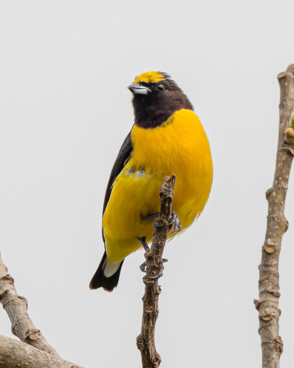 Purple-throated Euphonia - ML645001837