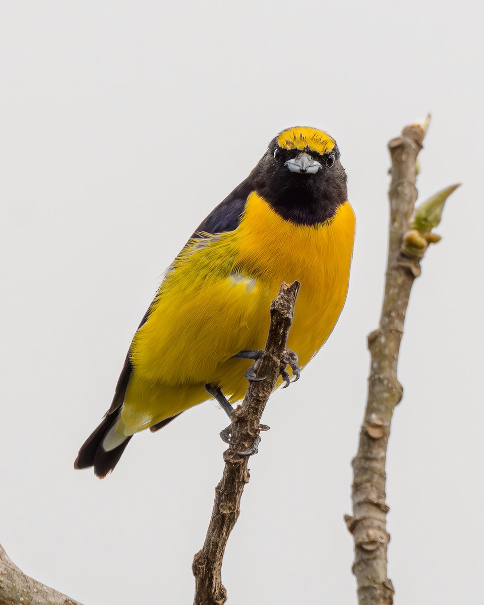 Purple-throated Euphonia - ML645001838