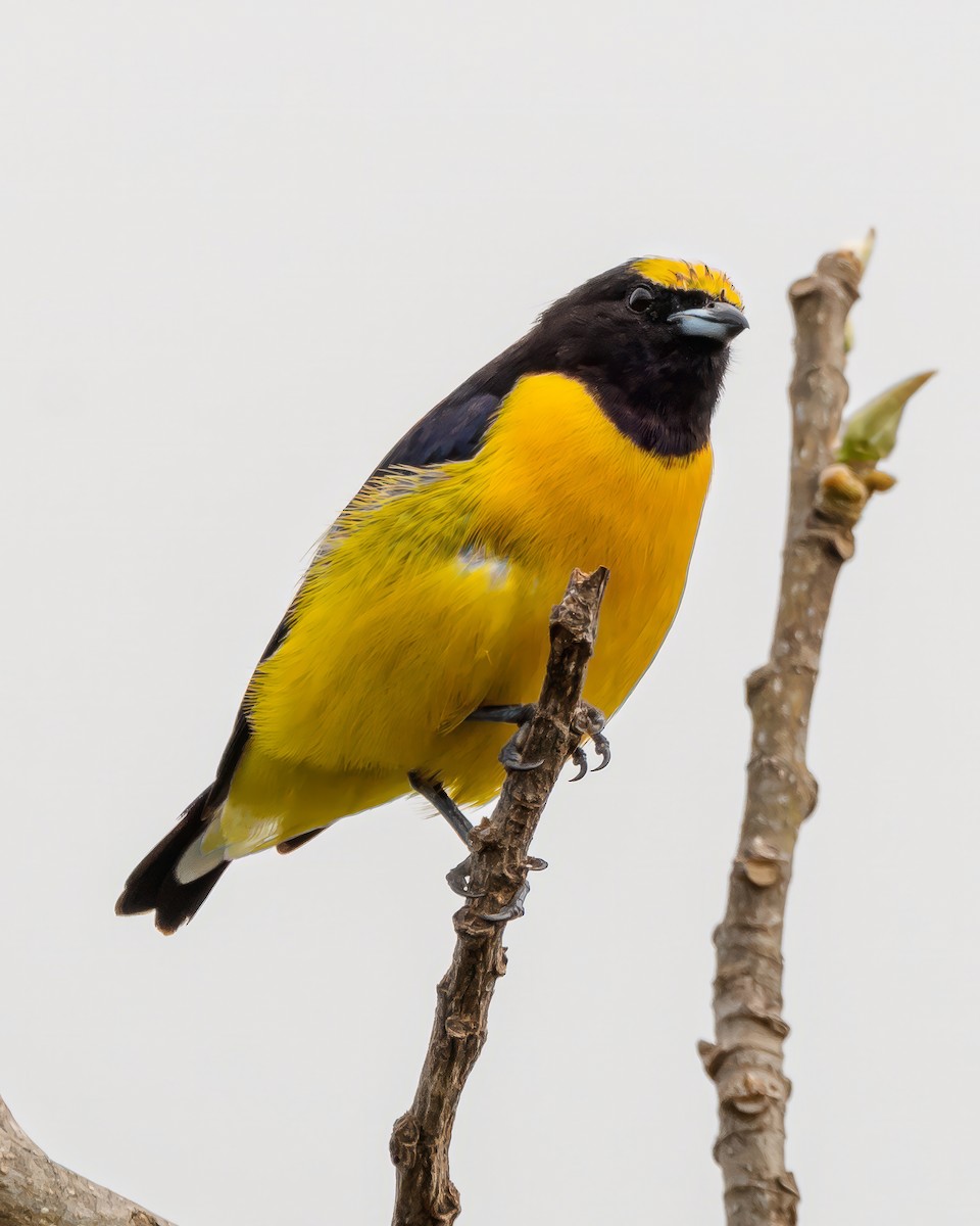 Purple-throated Euphonia - ML645001839