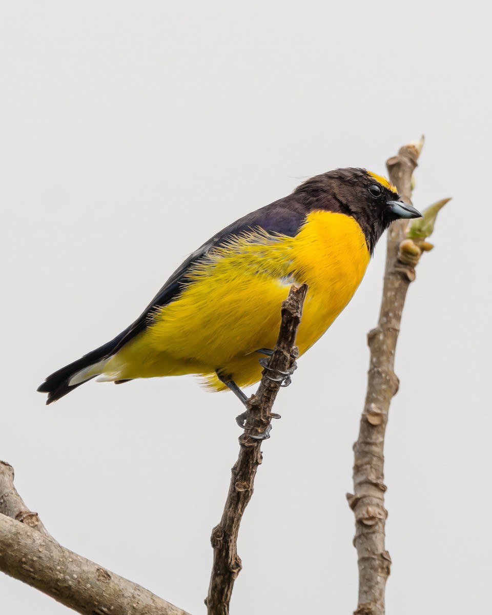 Purple-throated Euphonia - ML645001840