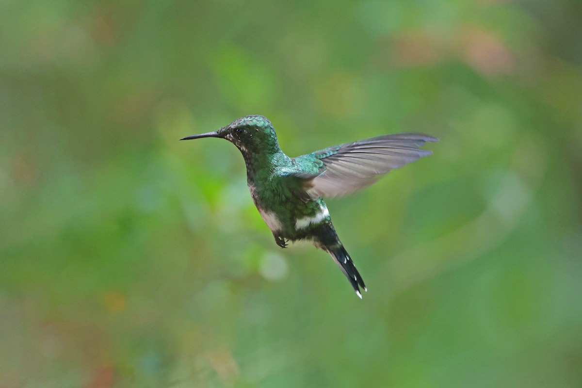 Green Thorntail - ML645001841