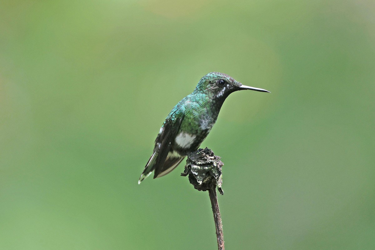 Green Thorntail - ML645001842