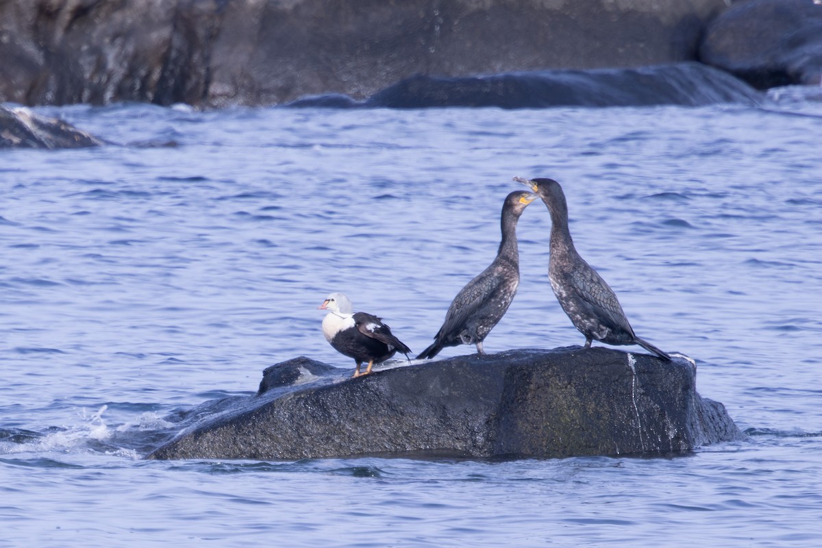 Eider erregea - ML645001843