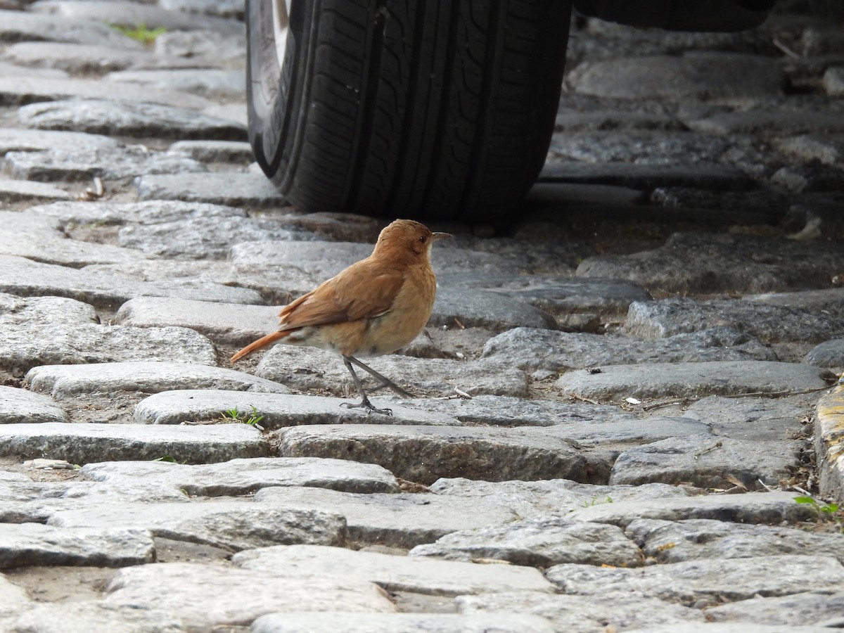 Rufous Hornero - ML645001844