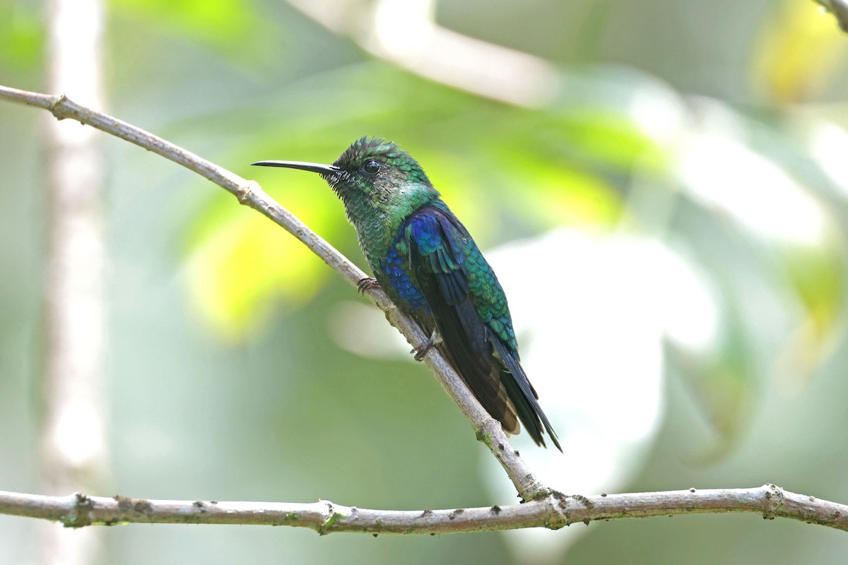 Crowned Woodnymph - ML645001846