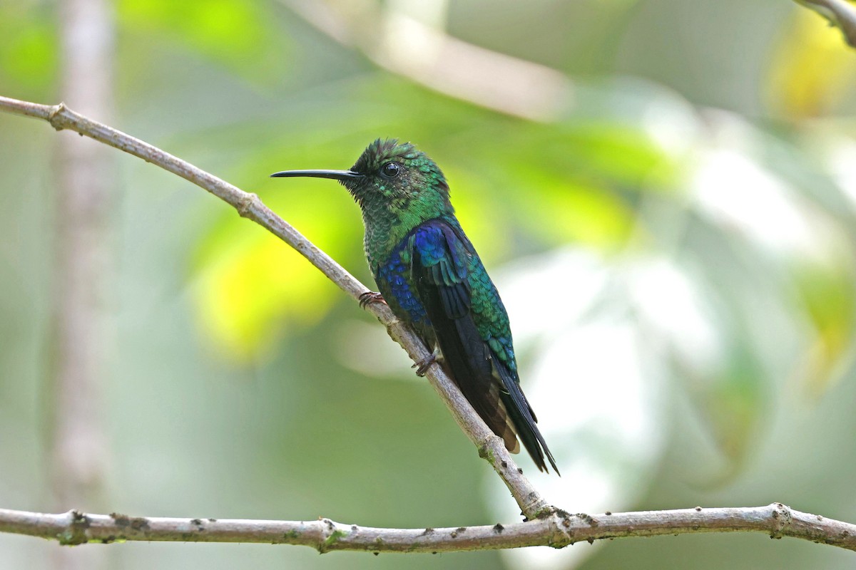 Crowned Woodnymph - ML645001847