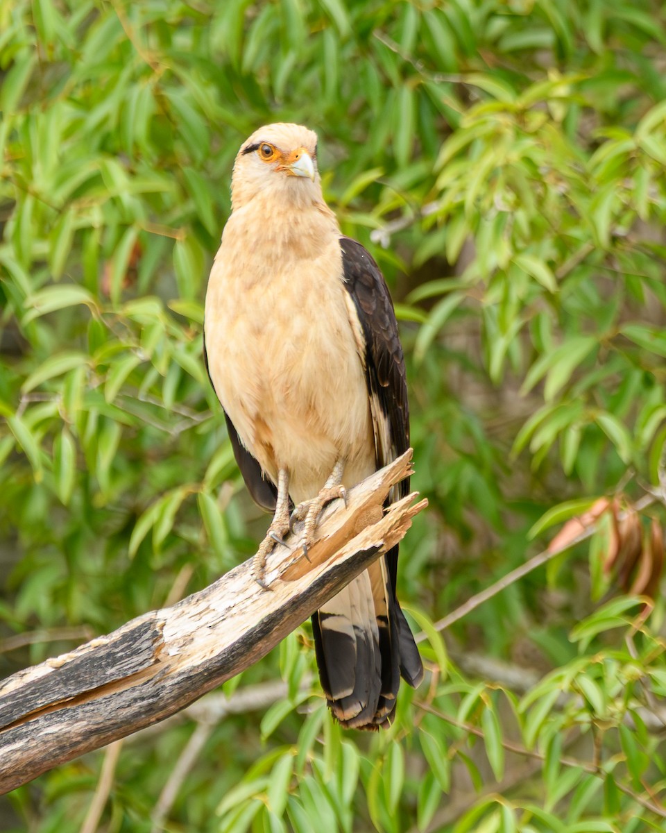 Yellow-headed Caracara - ML645001848