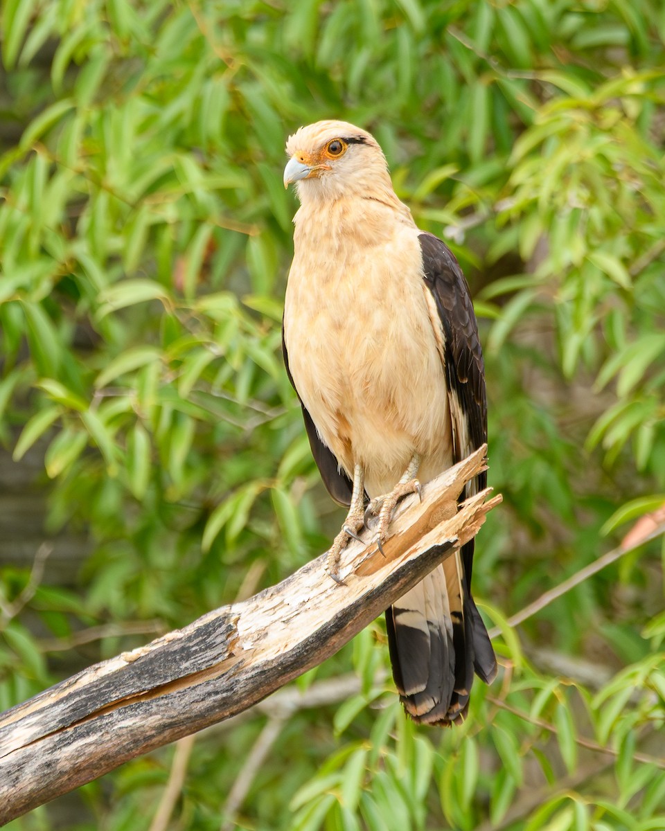 Yellow-headed Caracara - ML645001849