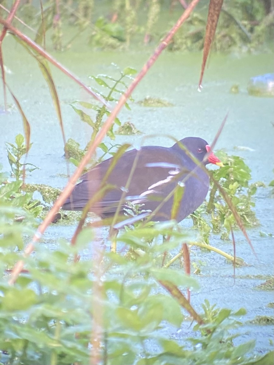 Uroilo arrunta - ML645001850