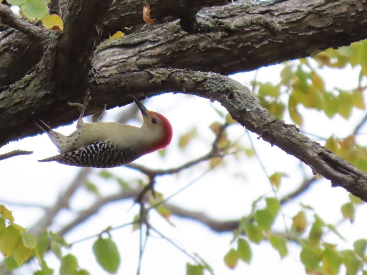 Red-bellied Woodpecker - ML645001851