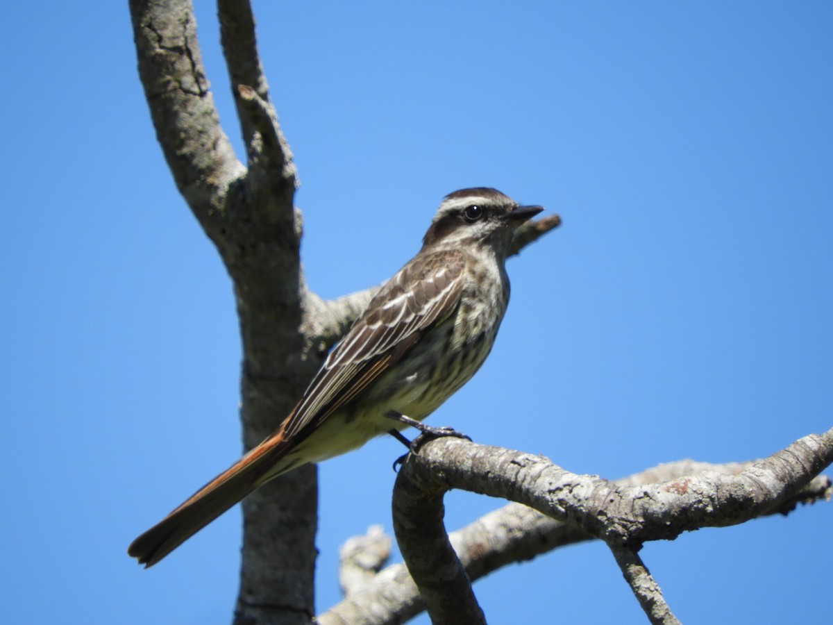 Variegated Flycatcher - ML645001852