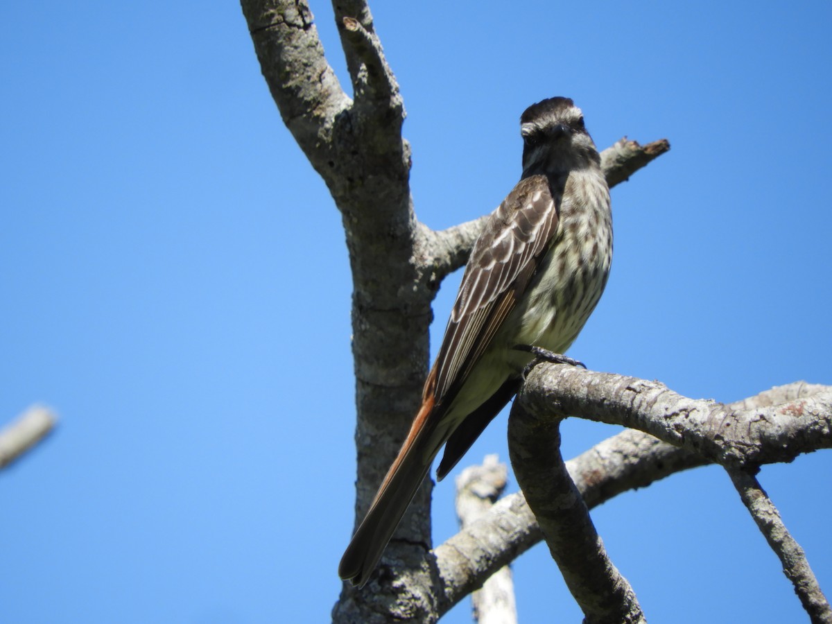 Variegated Flycatcher - ML645001853