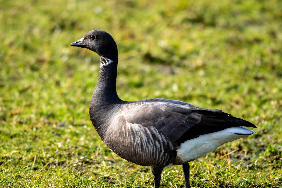 Branta musubeltza (bernicla) - ML645001854