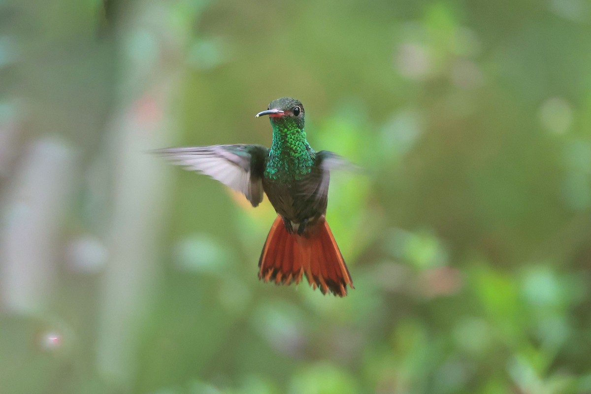 Rufous-tailed Hummingbird - ML645001856