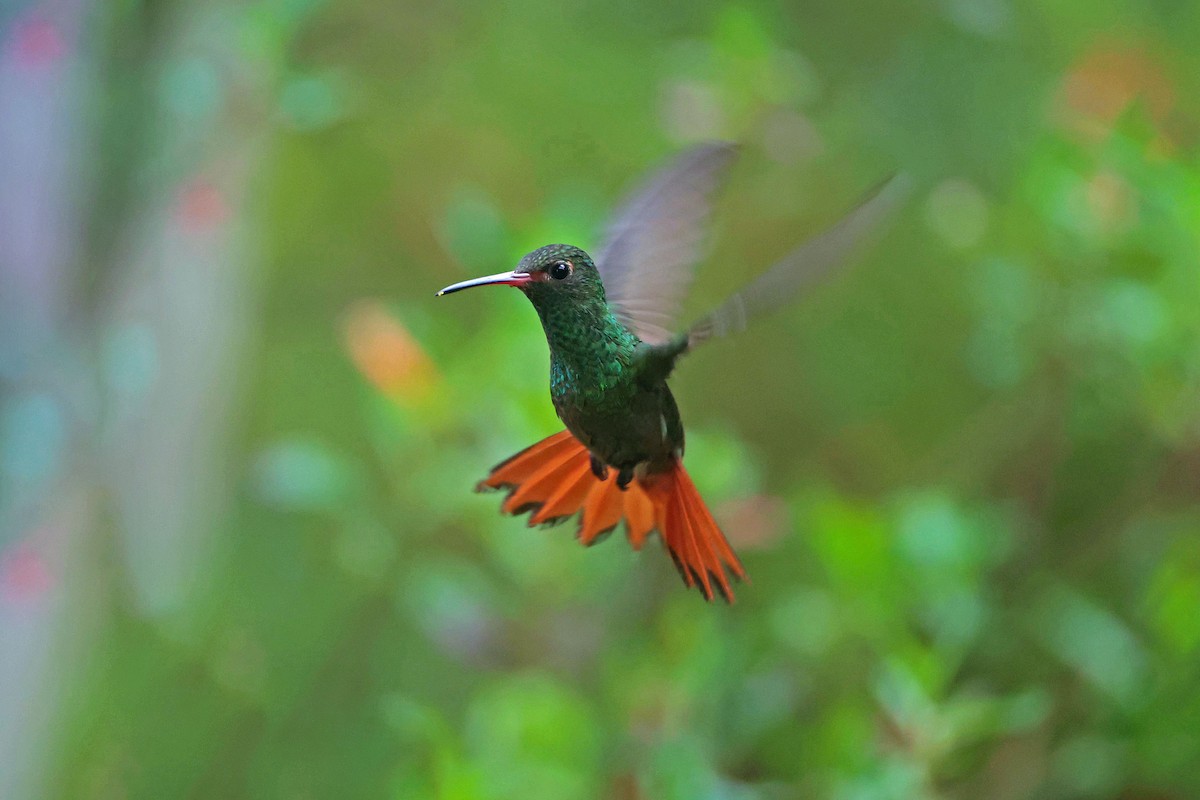 Rufous-tailed Hummingbird - ML645001857