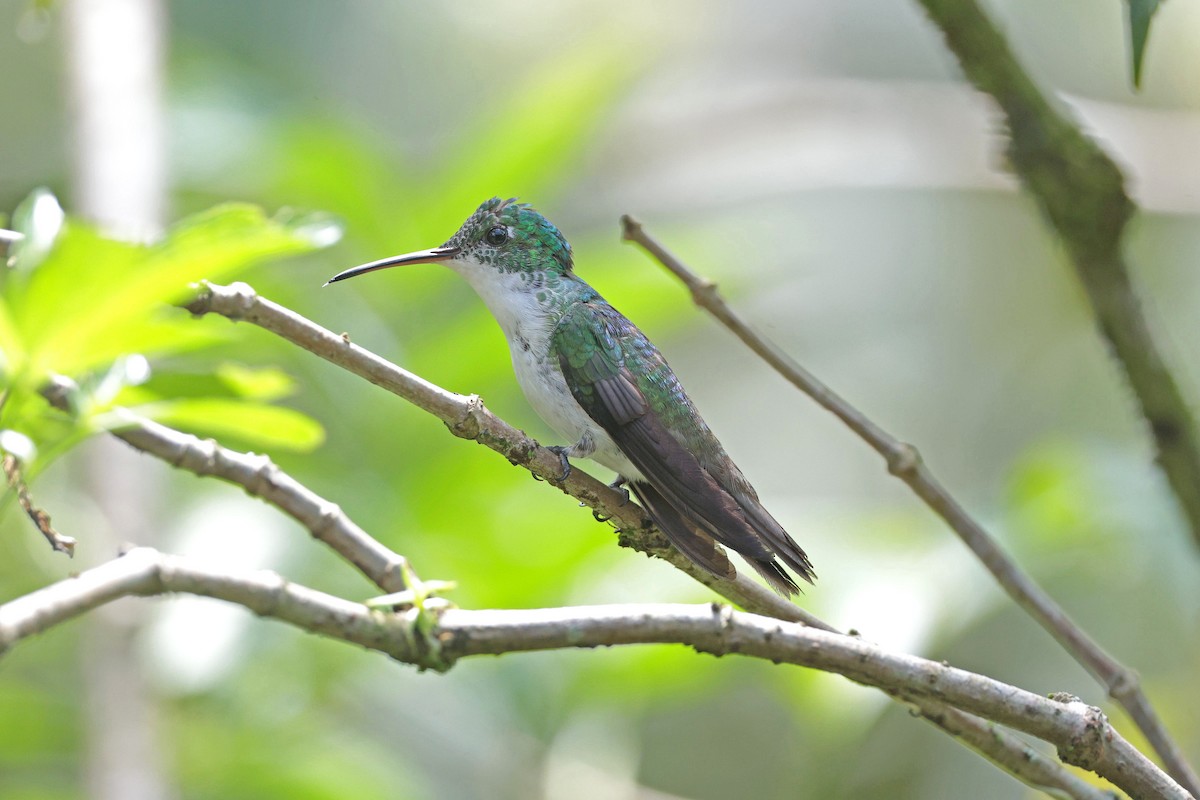 Andean Emerald - ML645001859