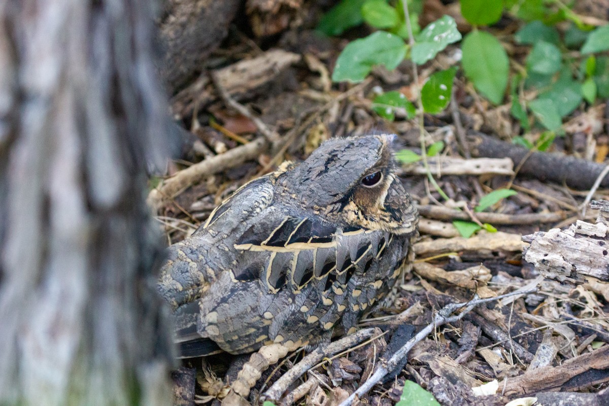 Пораке - ML645001890