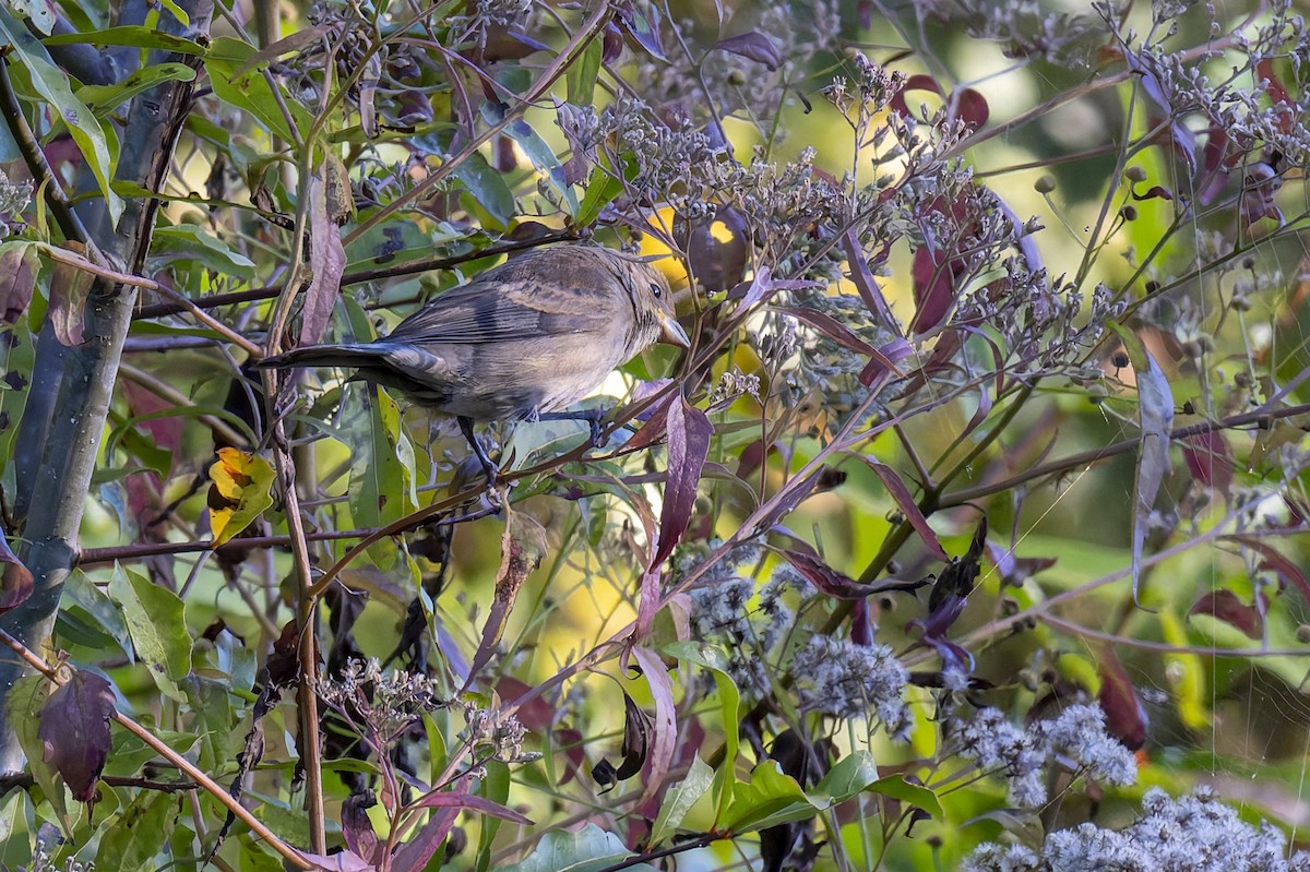 Indigo Bunting - ML645001904