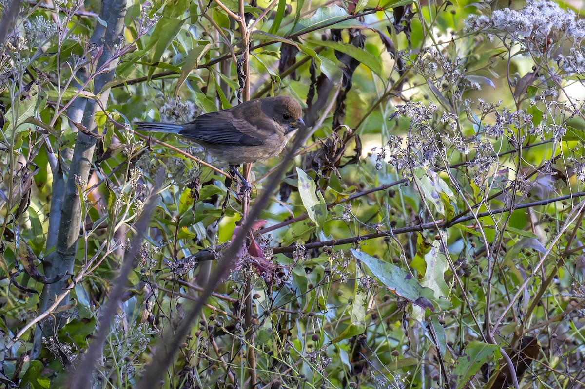 Indigo Bunting - ML645001906