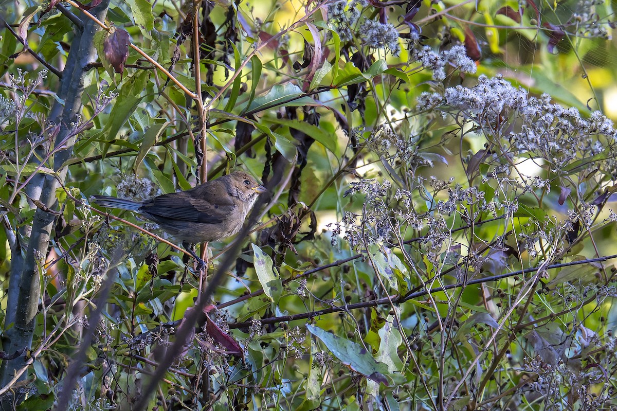 Indigo Bunting - ML645001907