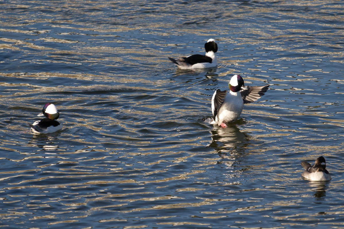Bufflehead - ML645001919