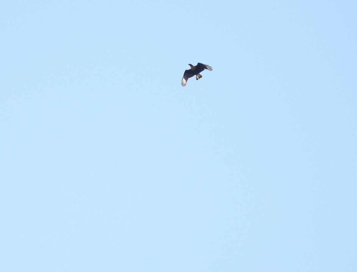 Crested Caracara - ML645001931