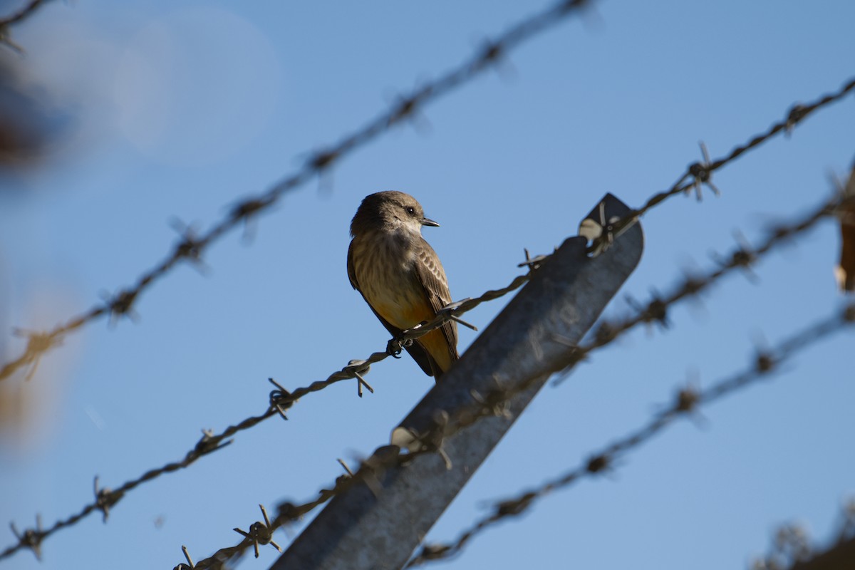 Vermilion Flycatcher - ML645001959