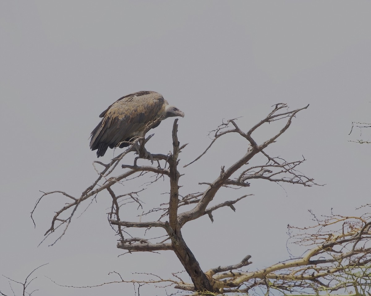 White-backed Vulture - ML645001970