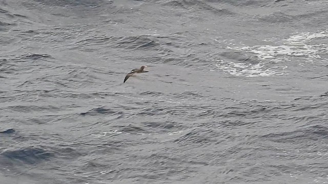 Буревісник Бюлера - ML645001996