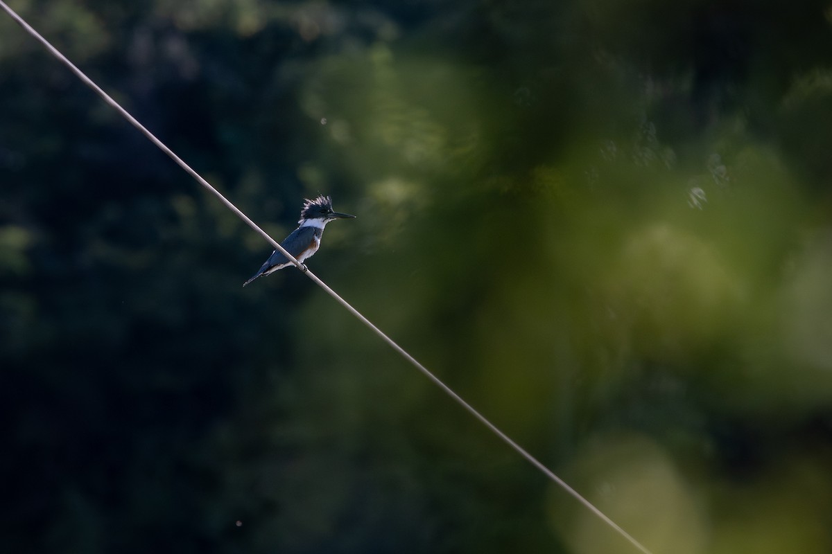 Martin handi iparramerikarra - ML645002003