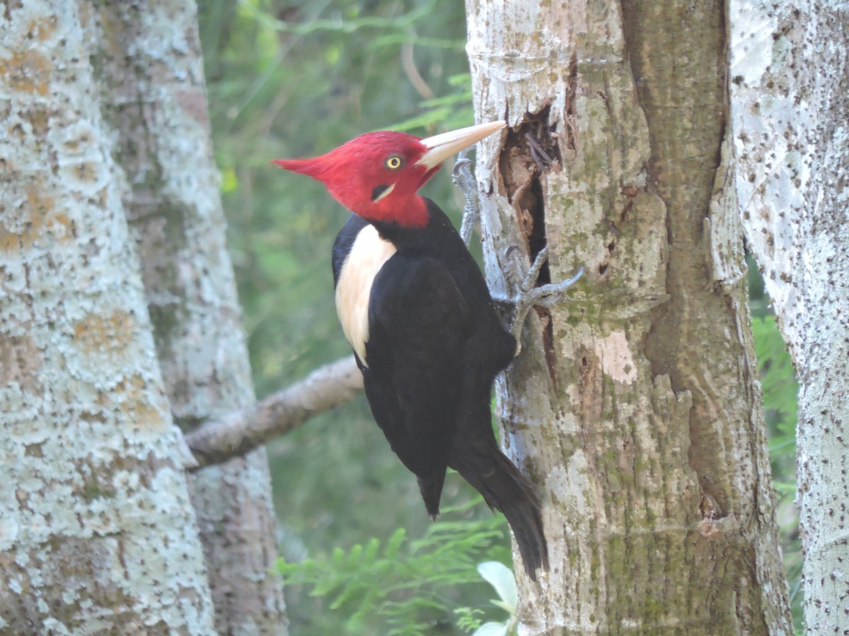 Cream-backed Woodpecker - ML645002010
