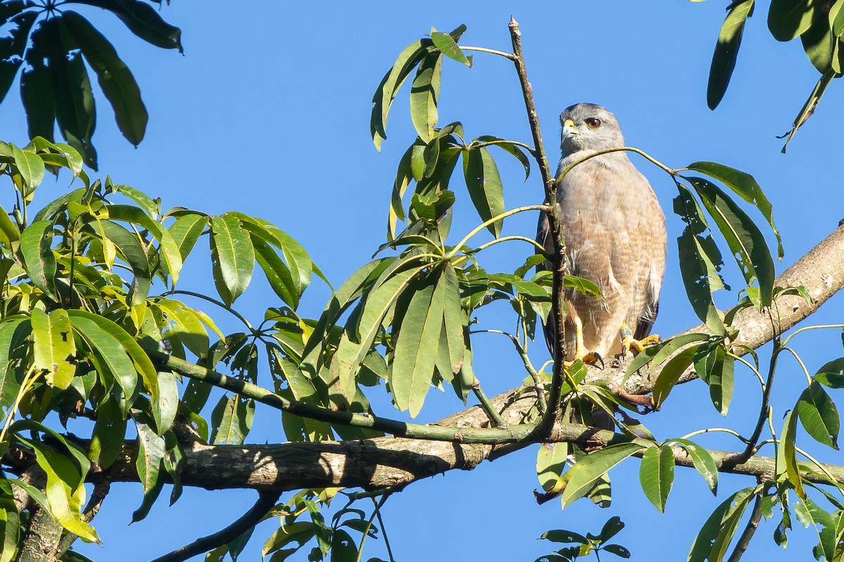 Ridgway's Hawk - ML645002039